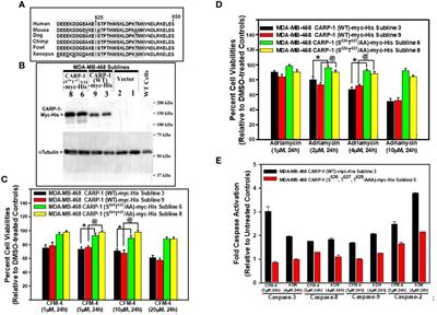 Phosphorylation of cell cycle and apoptosis regulatory protein-1 by stress activated protein kinase P38γ is a novel mechanism of apoptosis signaling by genotoxic chemotherapy